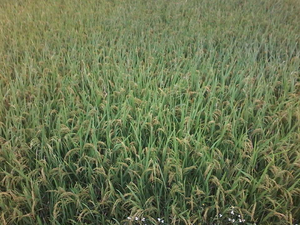 Lúa bắc thơm số 7 thu hoạch hai vụ trong năm. Trong đó, vụ xuân cho năng suất khoảng 60 tấn/ha, vụ mùa khoảng 50 tấn/ha. Ảnh: FB Nguyễn Sáng.