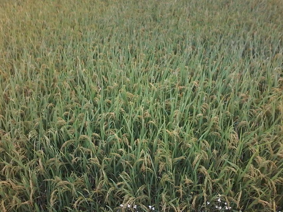 Lúa bắc thơm số 7 thu hoạch hai vụ trong năm. Trong đó, vụ xuân cho năng suất khoảng 60 tấn/ha, vụ mùa khoảng 50 tấn/ha. Ảnh: FB Nguyễn Sáng.