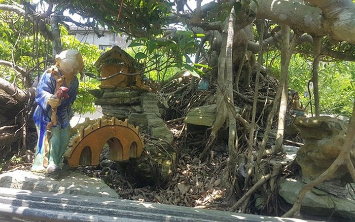 Theo chủ nhân của cây sanh này cho biết, thời diểm cây sốt có người trả ông lên đến gần 1 tỷ đồng.