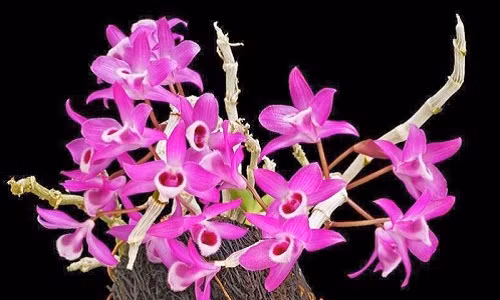 Lan Trầm tím là một loài hoa quý hiếm có giá trị kinh tế cao (hơn 1 triệu đồng/cây) bởi nét đẹp quyến rũ và luôn rực rỡ. Ảnh: Vietq.