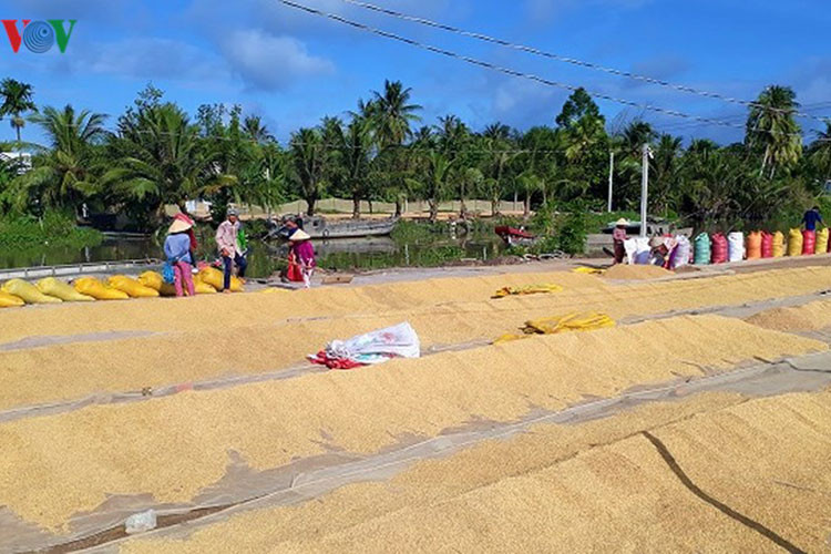 Vụ Đông Xuân thường là vụ lúa cho năng suất cao nhất ở các tỉnh vùng ĐBSCL.