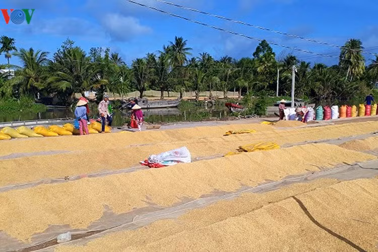 Vụ Đông Xuân thường là vụ lúa cho năng suất cao nhất ở các tỉnh vùng ĐBSCL.