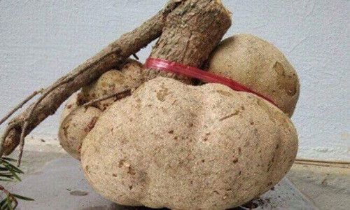 Chính vì sự quý hiếm này mà nấm phục linh thiên có giá vô cùng đắt đỏ, gần 100 triệu đồng/kg. Ảnh: Hahuytoai.