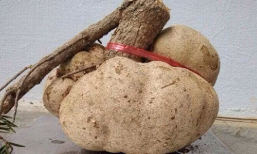 Chính vì sự quý hiếm này mà nấm phục linh thiên có giá vô cùng đắt đỏ, gần 100 triệu đồng/kg. Ảnh: Hahuytoai.