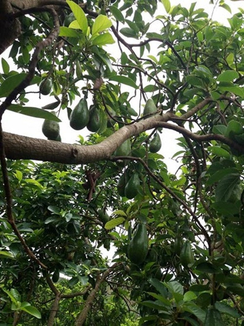 Theo ông Đức, cây bơ vàng cho thu hoạch đều khoảng 20 năm trở lại đây. Số bơ bán ra hàng năm vào dịp Tết đều thu về trên 50-60 triệu đồng. Ảnh: Phapluat TPHCM.