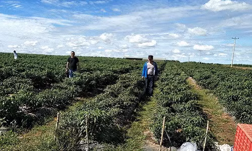 Ngoài ra, bầu Đức cũng trồng ớt, thanh long, chuối tại tỉnh Attapeu, Lào. Ảnh: Hagl Agrico.