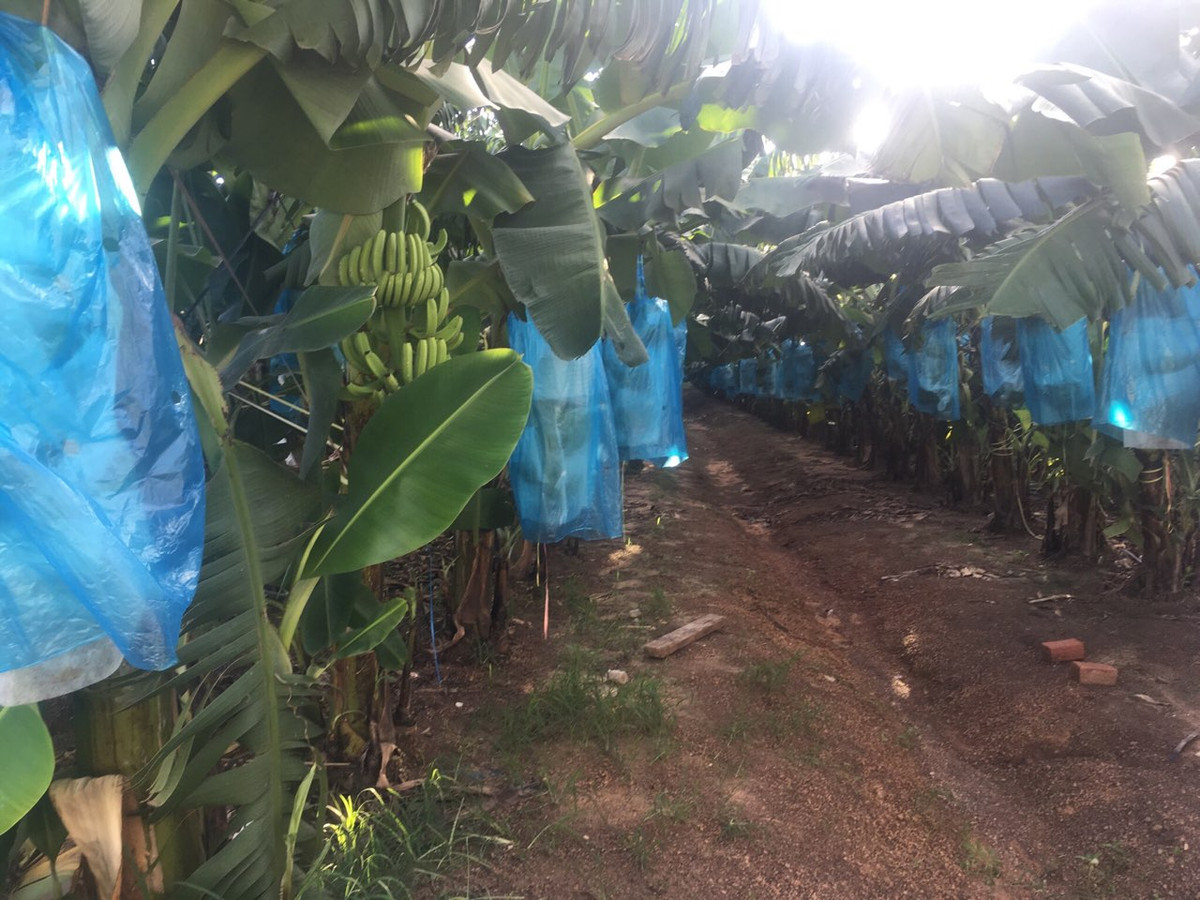 Vườn chuối tại Attapeu (Lào). Ảnh: HAGL Group.