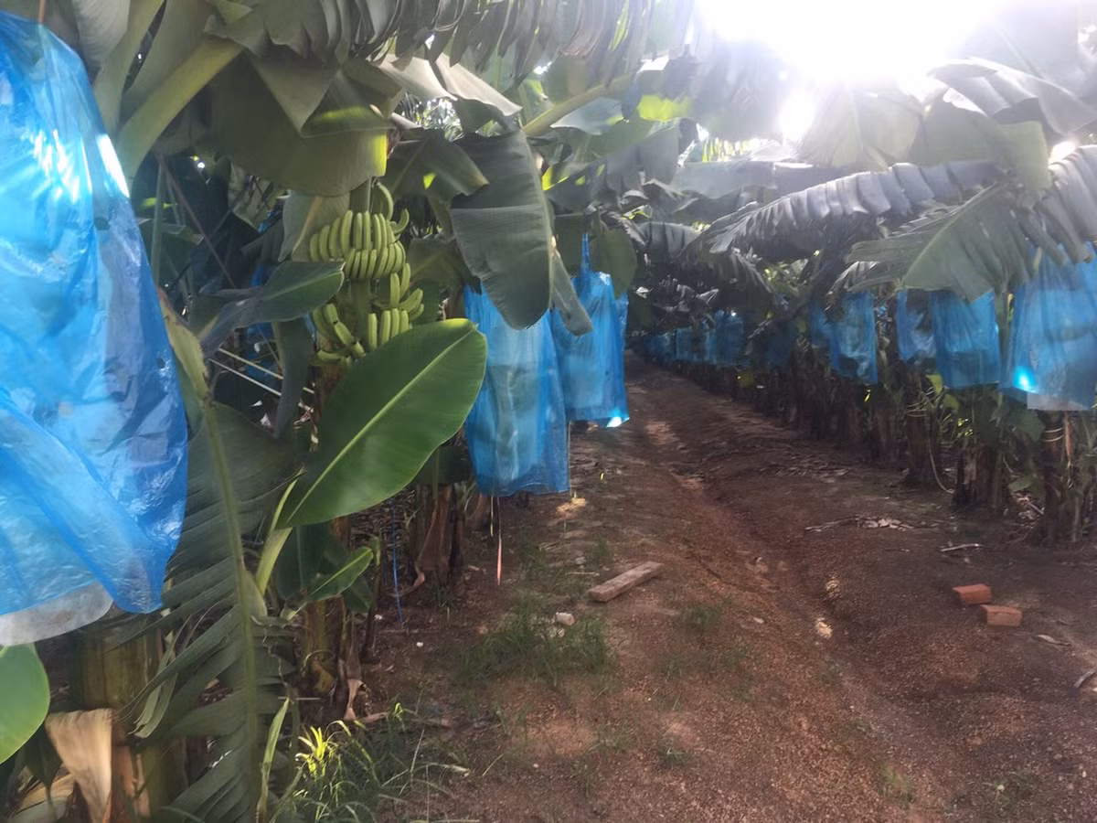 Vườn chuối tại Attapeu (Lào). Ảnh: HAGL Group.