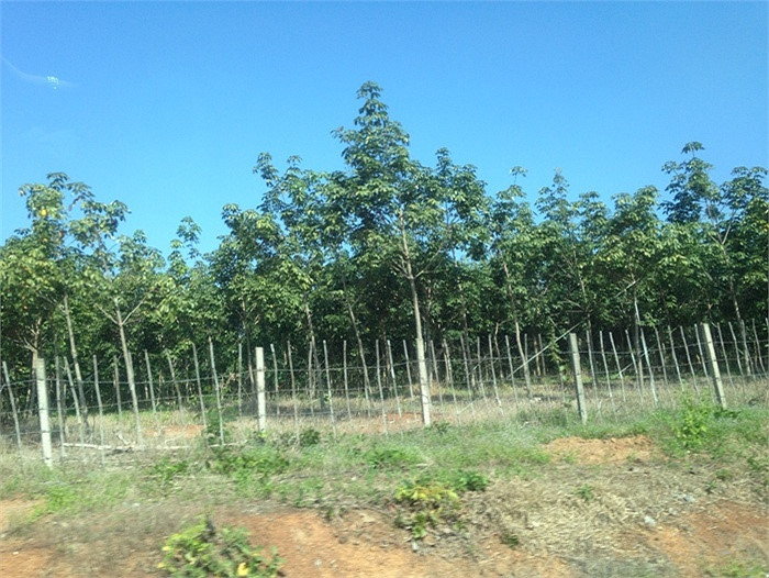 Hoàng Anh Gia Lai cũng trồng gần 50.000 ha cao và cọ dầu ở Attapeu. Ảnh: VTC.