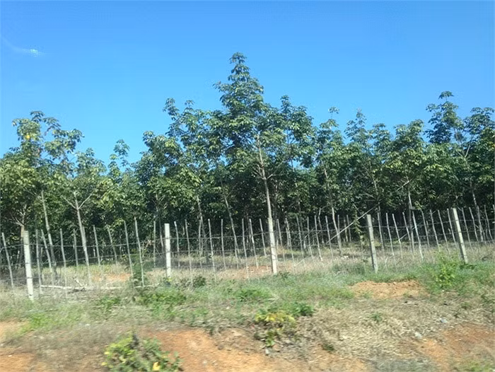 Hoàng Anh Gia Lai cũng trồng gần 50.000 ha cao và cọ dầu ở Attapeu. Ảnh: VTC.