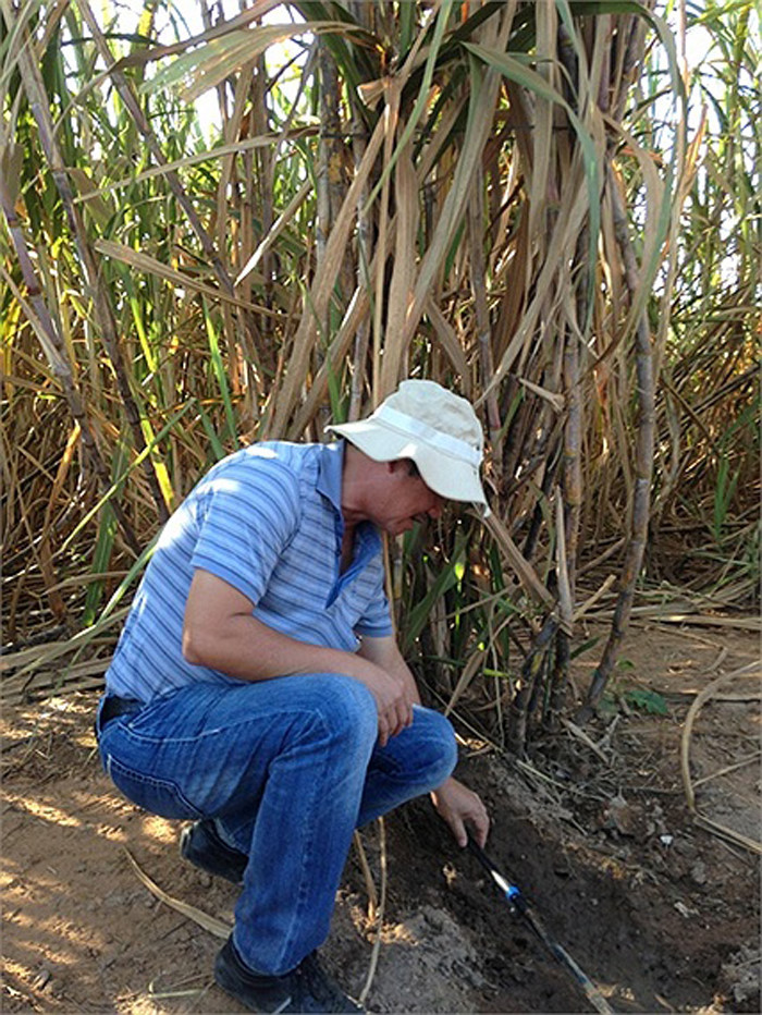 Đến nay, diện tích mía tại Attapeu khoảng 10.000 ha. Ảnh: VTC.