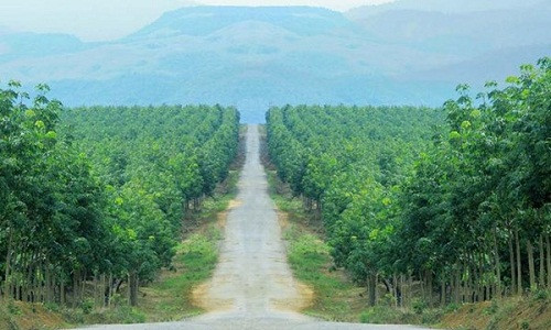 Trong đó, diện tích trồng cao su lên tới 25.000 ha. Ảnh: Vannghequandoi.