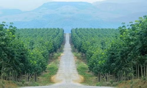 Trong đó, diện tích trồng cao su lên tới 25.000 ha. Ảnh: Vannghequandoi.