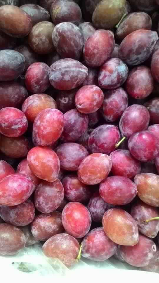 Chưa đến độ chín, mận đường Úc có màu xanh hơi ngả vàng. Khi chín, mận chuyển màu tím đỏ sẫm, có một lớp phủ bụi trắng gọi là "sáp nở" hay lớp sáp phấn. Ảnh: FB Đinh Hương.