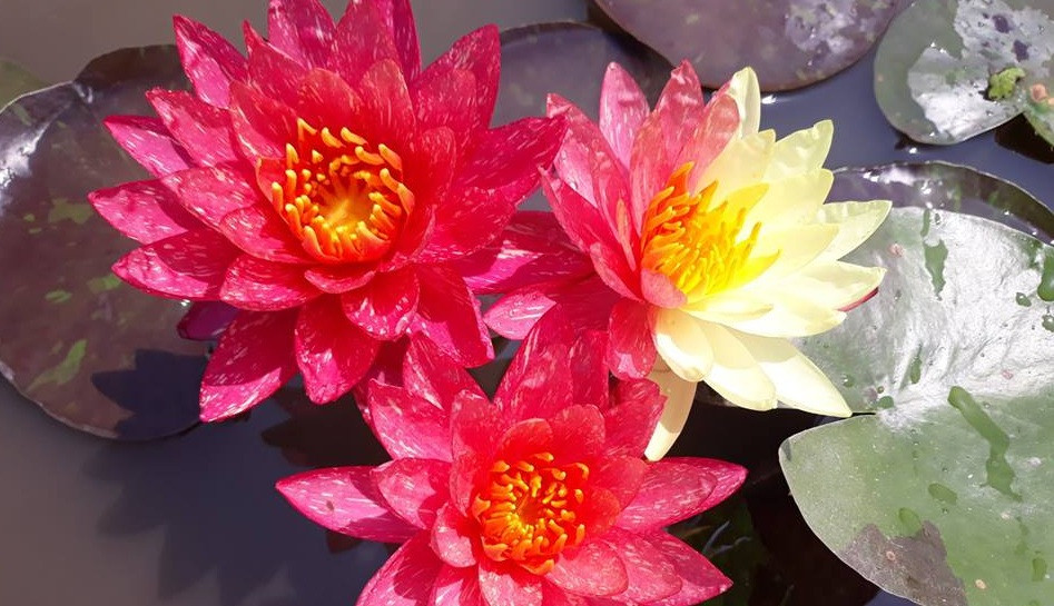 Không đơn điệu một màu như trước, loài hoa súng này có thể đổi sang nhiều gam màu khác nhau, phụ thuộc vào tình hình thời tiết. Ảnh: FB Hoa Súng Khải Hường.