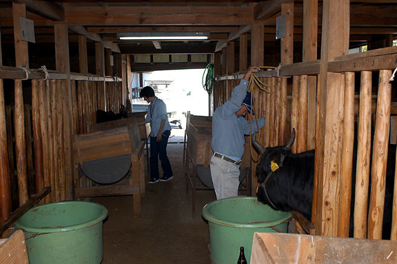 Bò Wagyu ăn nhiều và thường xuyên. Ảnh: Global Farmer Network.