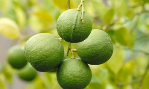 Là giống chanh Thái, chanh bông tím cho quả sau một năm trồng và thời gian ăn trái kéo dài tới 10 năm. Ảnh: Zing.