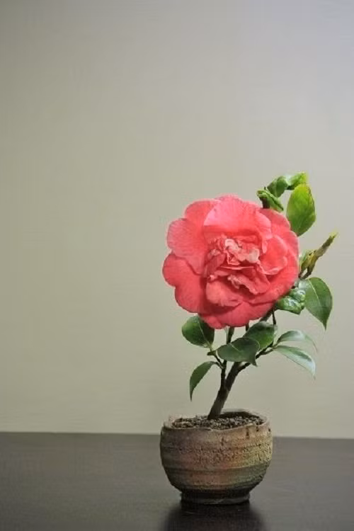  Bonsai mini đẹp thanh thoát.