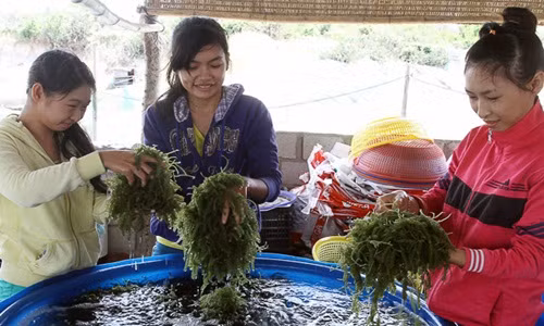 Với giá bán ra thị trường khoảng 50.000 đồng/kg, sau khi trừ chi phí mỗi năm gia đình thu nhập trên 1 tỷ đồng. Ảnh: Baoninhthuan.