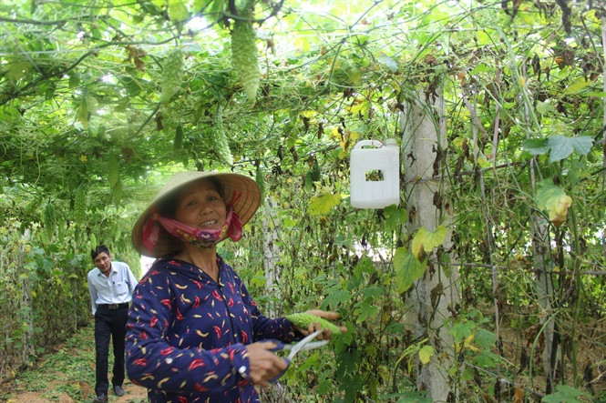 Bà Lê Thị Châu (xóm 4) cho biết, trung bình mỗi năm vườn mướp đắng 1.500m2 của gia đình thu về khoảng 80 triệu đồng. Ảnh: Nongnghiep.