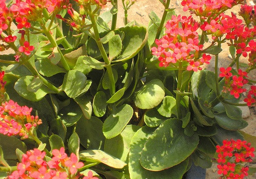 Cây lá bỏng có thể trồng từ lá, không cần nhiều đất, thậm chí đất khô hạn, cây cũng không bị chết. Ảnh: Internet.