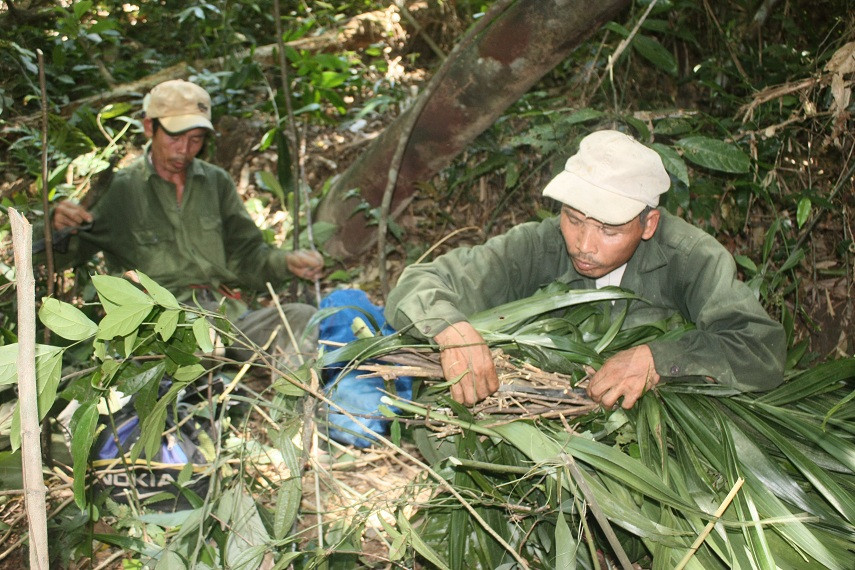 Để đuổi đàn ong khỏi tổ, thợ săn dùng củi khô bọc trong lá tươi đốt, tạo khói nhiều mà không gây cháy. Ảnh: Hatinh24h.