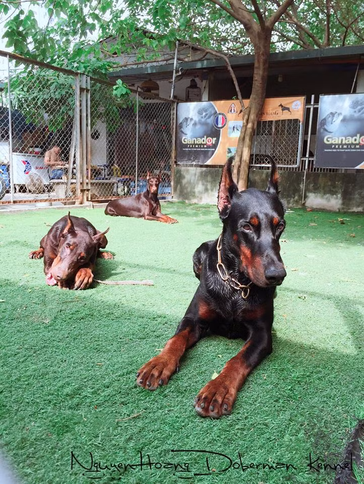 Ngoài cho ăn, hàng ngày anh Hoàng còn đưa chó đi chạy bộ để tăng cường sức khỏe. Ảnh: FB Nguyen Hoang Doberman.