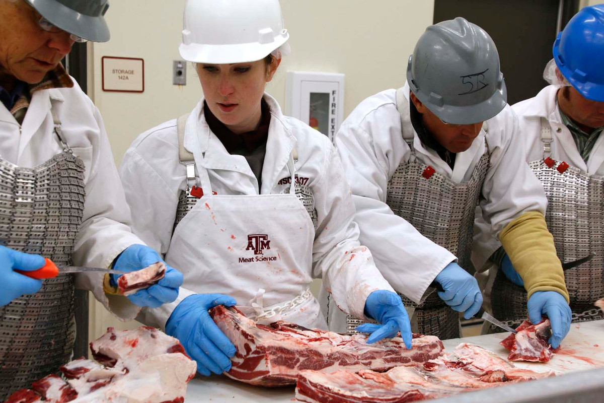 Thậm chí, trước khi vận chuyển đến lò mổ, lợn rừng săn bắn đều phải qua kiểm định nghiêm ngặt và cấp giấy chứng nhận. Ảnh: Ảnh: Tamu.