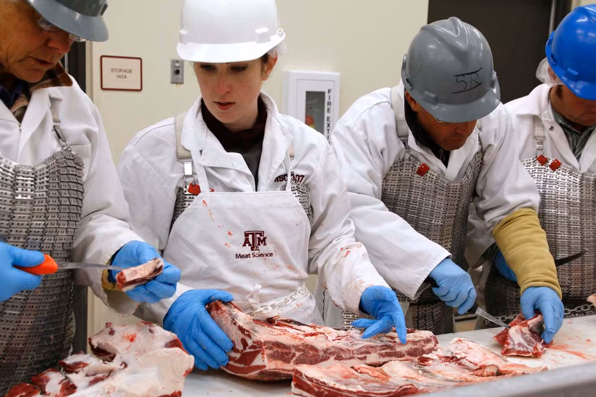 Thậm chí, trước khi vận chuyển đến lò mổ, lợn rừng săn bắn đều phải qua kiểm định nghiêm ngặt và cấp giấy chứng nhận. Ảnh: Ảnh: Tamu.