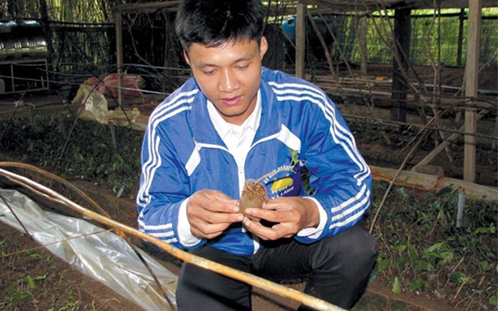 Sâm ba kích giúp nông dân Quảng Nam làm giàu. Ảnh: Doanhnhasaigon.