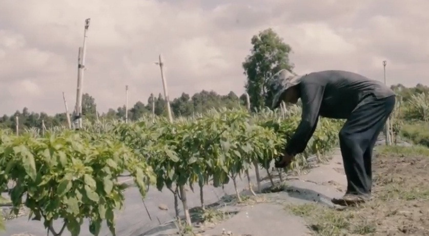 Thời gian thu hoạch kéo dài khoảng 6 - 7 tháng. Ảnh: Nongnghiepsach.