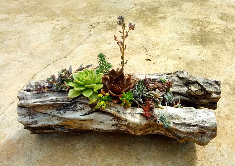 Nhiều loại sen đá kết hợp với nhau tạo thành tiểu cảnh không thể tuyệt vời hơn.