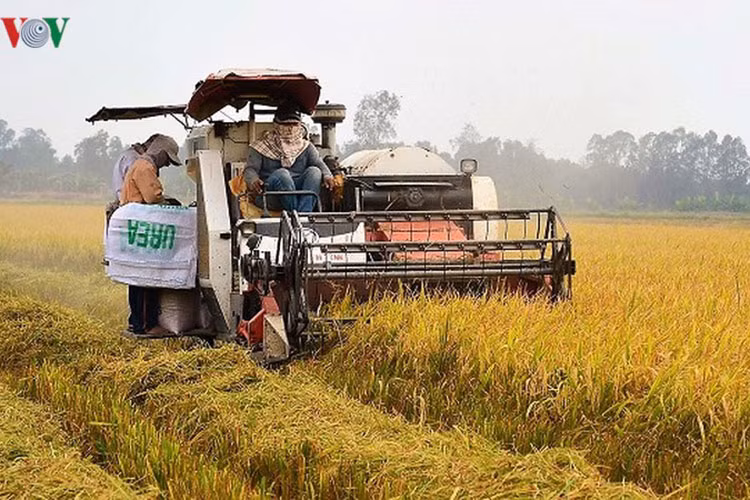 Tùy theo điều kiện tự nhiên nên khung lịch thời vụ của các tỉnh có chênh lệch.