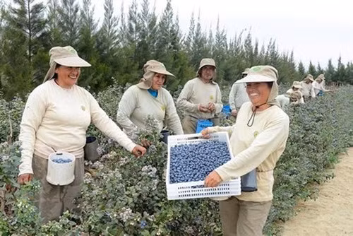 Sản lượng việt quất xuất xưởng ở Peru lên tới 47.550 tấn trong mùa vụ 2017-2018. Ảnh: FreshPlaza.