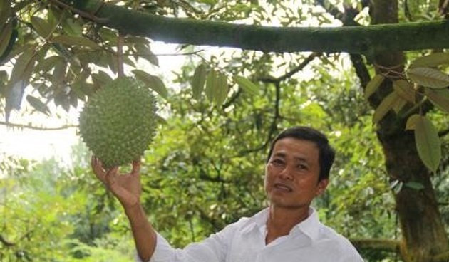 Vườn sầu riêng 7.000 m2 của gia đình ông Huỳnh Văn Sẵn (Long Tiên, huyện Cai Lậy, Tiền Giang) cho thu gần 1 tỷ đồng, trừ chi phí còn lãi không dưới 600 triệu đồng. Ảnh: TTXVN.
