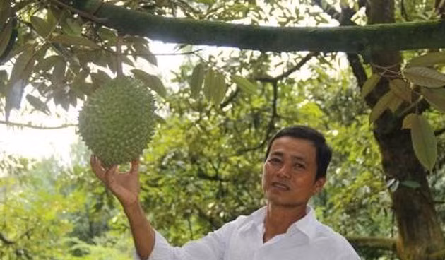 Vườn sầu riêng 7.000 m2 của gia đình ông Huỳnh Văn Sẵn (Long Tiên, huyện Cai Lậy, Tiền Giang) cho thu gần 1 tỷ đồng, trừ chi phí còn lãi không dưới 600 triệu đồng. Ảnh: TTXVN.