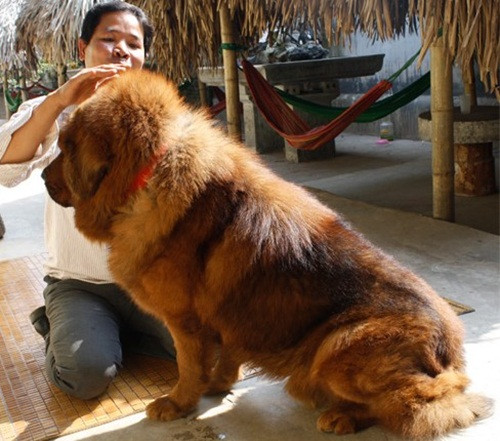 Ông Thành (57 tuổi, Cầu Diễn, Hà Nội) còn lùng xục tìm trung tâm “dạy chữ” cho chú chó Tây Tạng của mình. Ảnh: Tinmoi.