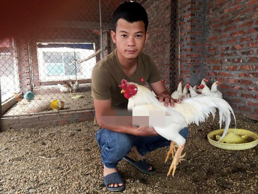 Trang trại của anh Nguyễn Văn Phương (xã An Lâm, Nam Sách, Hải Dương) đã nhân nuôi thành công giống gà chín cựa trắng bạch tạng. Ảnh: Dân Việt.