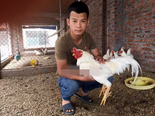 Trang trại của anh Nguyễn Văn Phương (xã An Lâm, Nam Sách, Hải Dương) đã nhân nuôi thành công giống gà chín cựa trắng bạch tạng. Ảnh: Dân Việt.