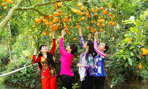 Thay vì phải thu hái trái cây cho thương lái, nhiều chủ vườn ở miền Tây mở cửa cho du khách đến tham quan và thưởng thức tại vườn. Ảnh: Vntrip.