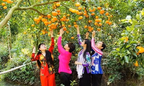 Thay vì phải thu hái trái cây cho thương lái, nhiều chủ vườn ở miền Tây mở cửa cho du khách đến tham quan và thưởng thức tại vườn. Ảnh: Vntrip.