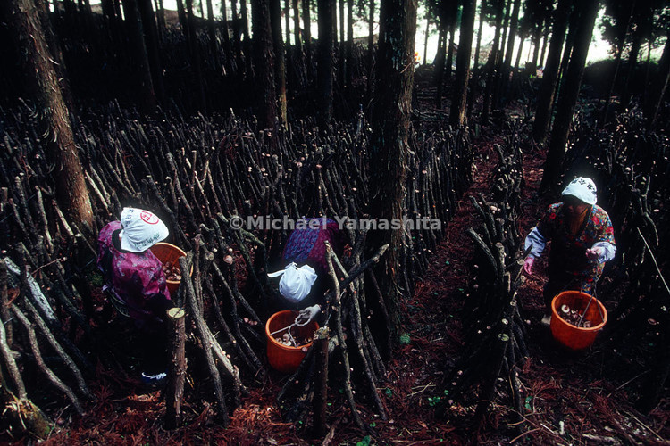 Cận cảnh quá trình hái nấm Shiitake tại Nhật Bản. Ảnh: Yamashita.
