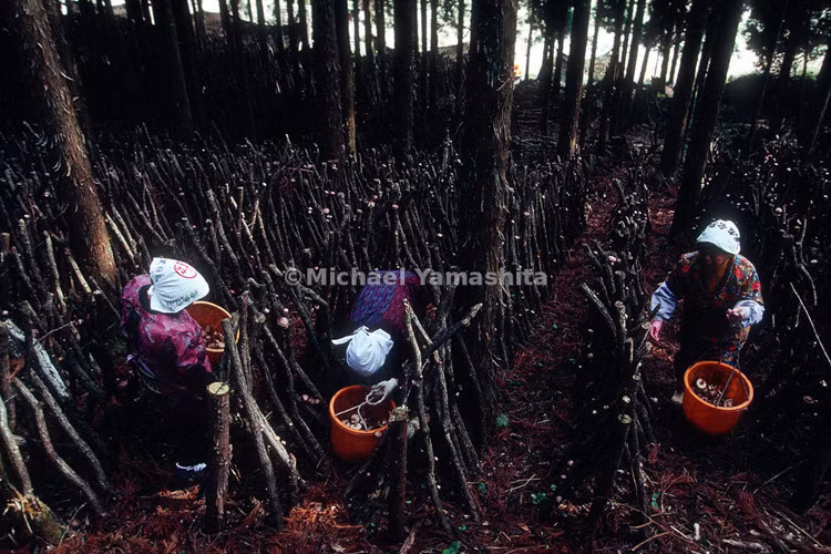 Cận cảnh quá trình hái nấm Shiitake tại Nhật Bản. Ảnh: Yamashita.