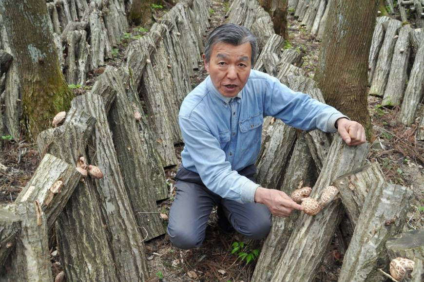 Khác với người Việt, người Nhật đục lỗ, cấy phôi trồng nấm trên khúc gỗ sồi nhằm đảm bảo cho nấm hương sinh trưởng và phát triển giống mới môi trường tự nhiên nhất. Ảnh: Japan times.