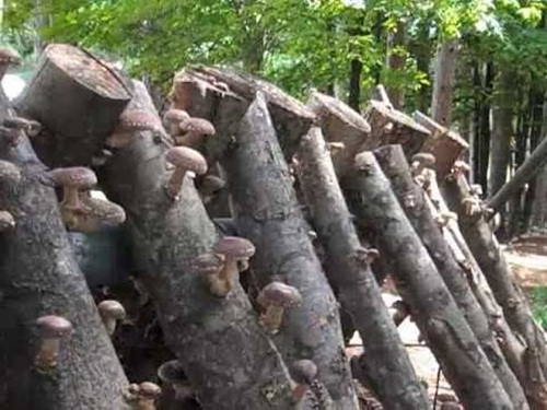 Thời điểm thu hoạch nấm hương Nhật Bản là mùa xuân và mùa thu. Ảnh: World News.