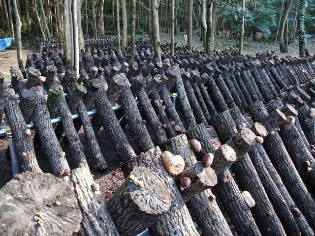 Khu rừng sồi bạt ngàn ở tỉnh Oita (niềm Nam nước Nhật) là một khu nổi tiếng về trồng nấm hương. Ảnh: Japan times.