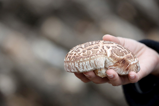 Nấm hương Shiitake có mùi hương đặc trưng nhờ trồng ở gỗ sồi mà không loại nấm nào có được. Ảnh: Japan times.