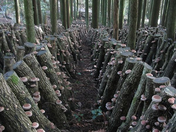 Sở dĩ nấm hương Shiitake đắt đỏ là do được trồng trên loại gỗ quý số lượng có hạn. Ảnh: Shun Gate.