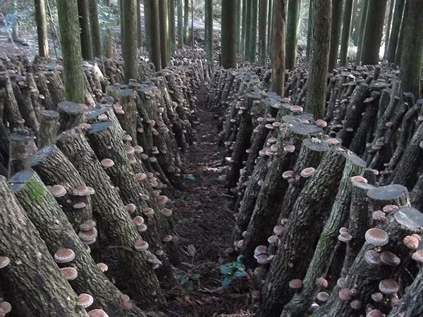 Sở dĩ nấm hương Shiitake đắt đỏ là do được trồng trên loại gỗ quý số lượng có hạn. Ảnh: Shun Gate.