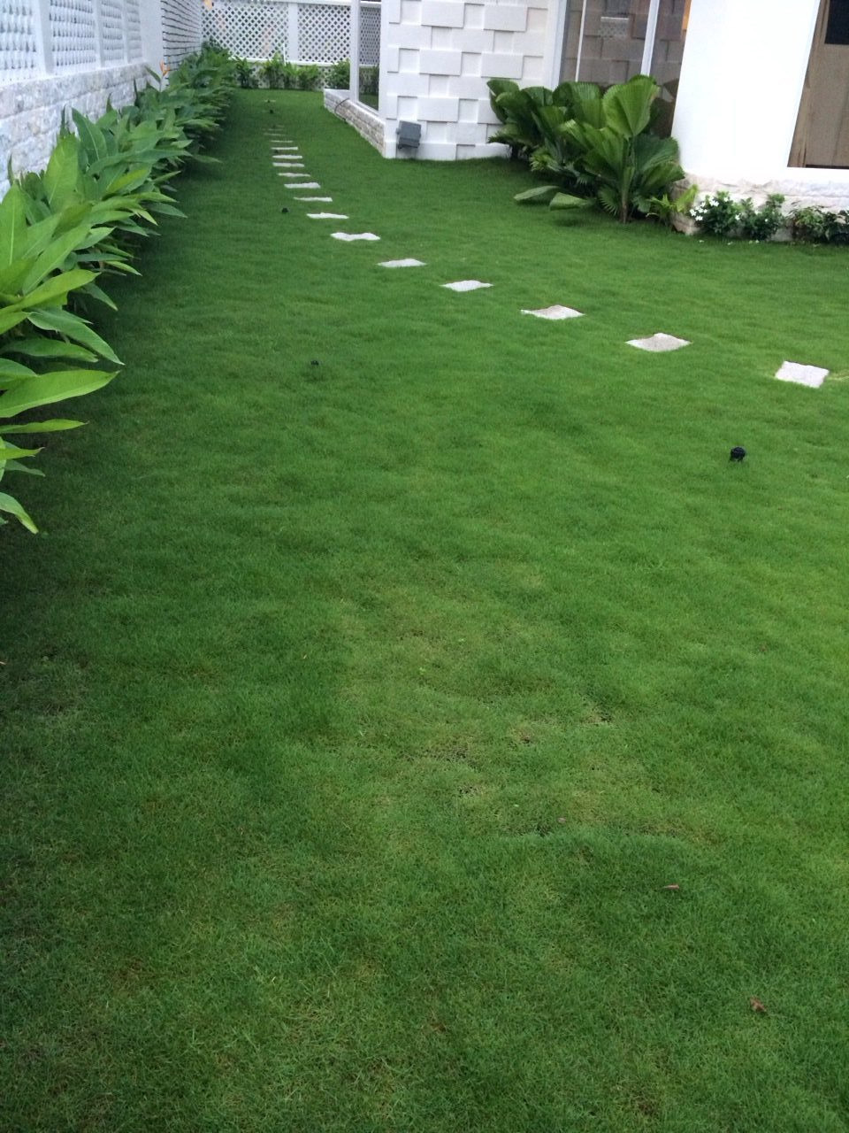 Một góc sân vườn quanh căn biệt thự. Ảnh: Zing.Mô tả video